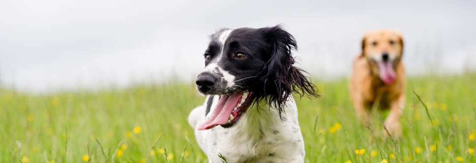 ENDOGARD 30   Antiparasitario interno de amplio espectro